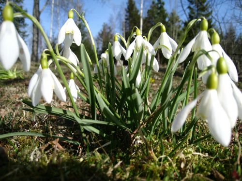 snowdrops spring green