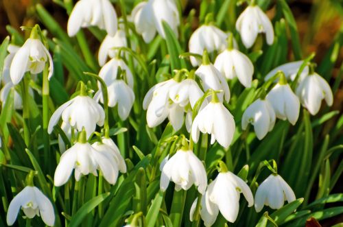 Snowdrops - Background