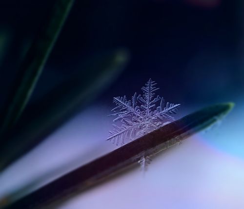 snowflake snow ice crystal
