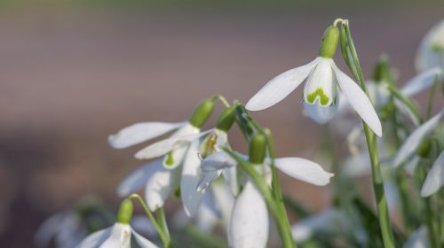 snowflake spring flower