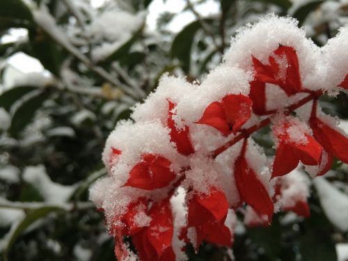 snowflake plant color