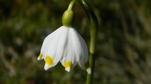 snowflake white flower