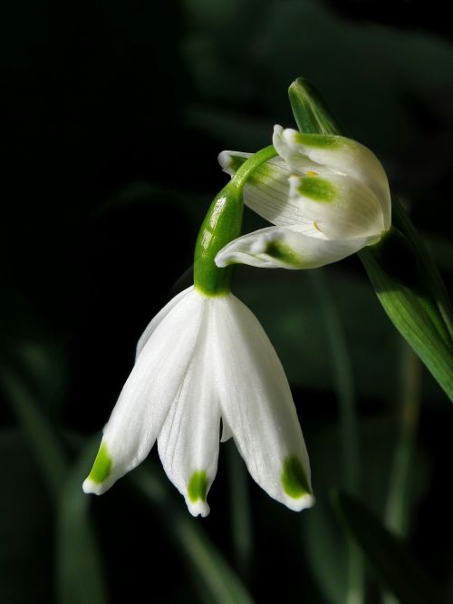 snowflake white flower maerzgloeckchen