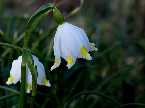 snowflake nature flower