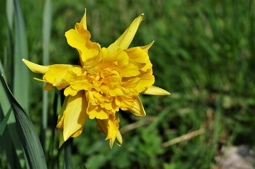 snowflake  yellow  spring