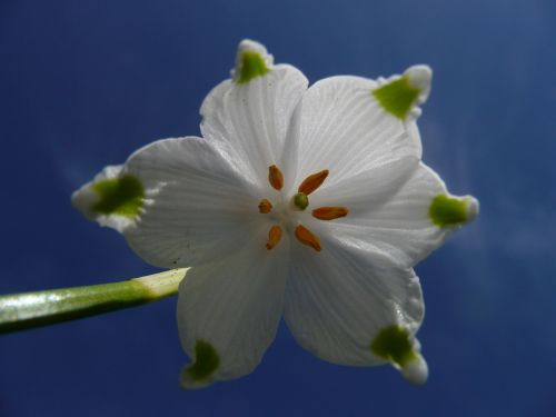 snowflake plant flower