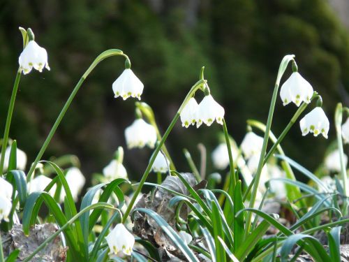 snowflake spring spring flower