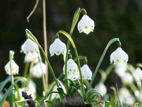 snowflake spring spring flower