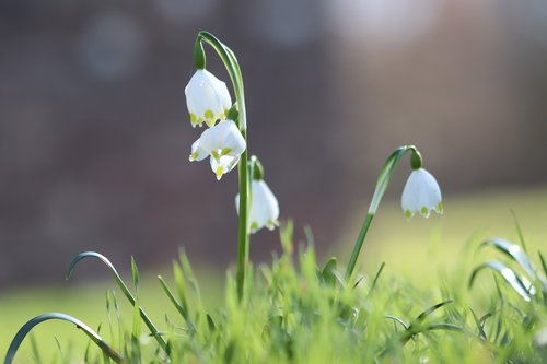 snowflake  snowdrop  flowers