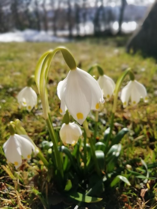 snowflake  spring  flower