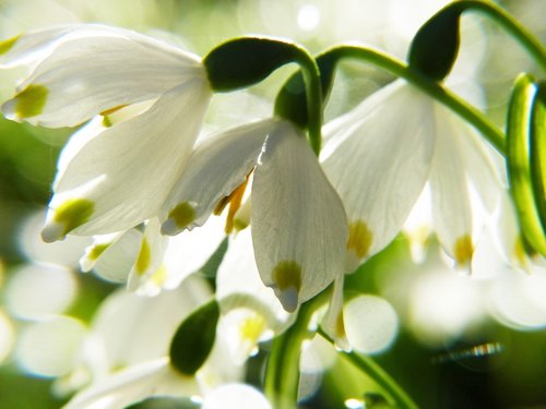 snowflake  macro  snowdrop