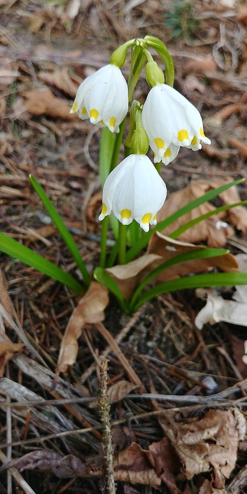 snowflake  harbinger of spring  early bloomer