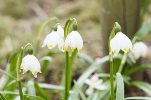 snowflake march plant