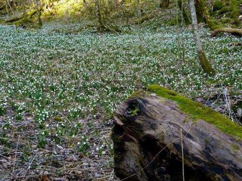 snowflake fruehlingsknotenblume spring