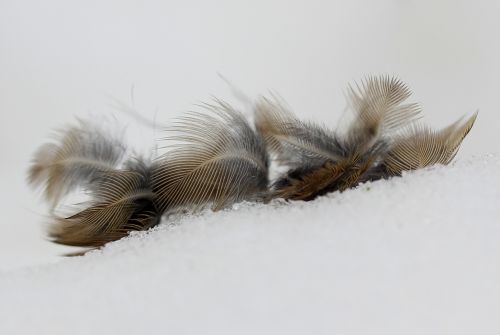 snowflakes feather birds