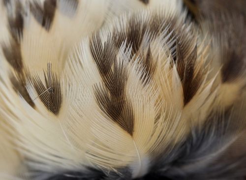 snowflakes feather birds