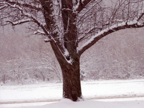 Snowing On Tree