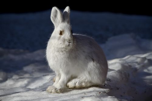 snowshoe hare rabbit bunny