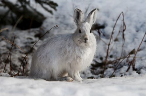 snowshoe hare rabbit bunny