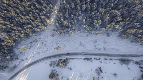 snowy trees road