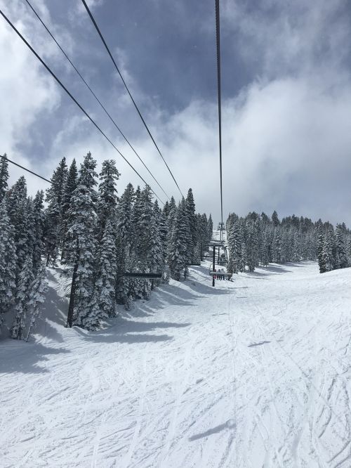 snowy trees landscape