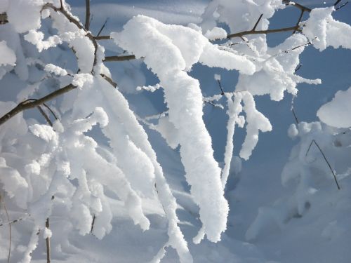 snowy snow branch