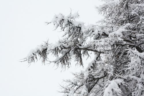 snowy forest nature