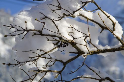snowy branch branches