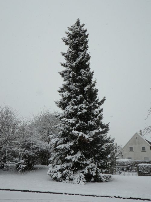 snowy fir high