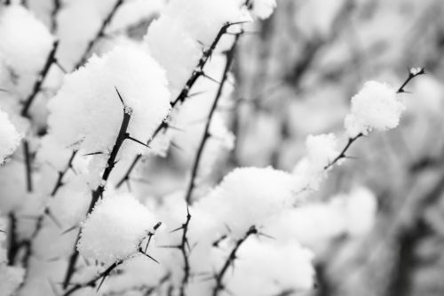 Snowy Branch