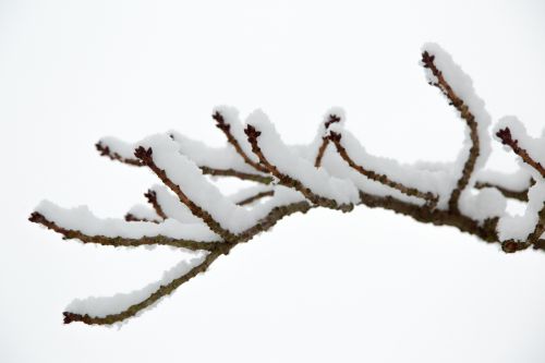 Snowy Branch