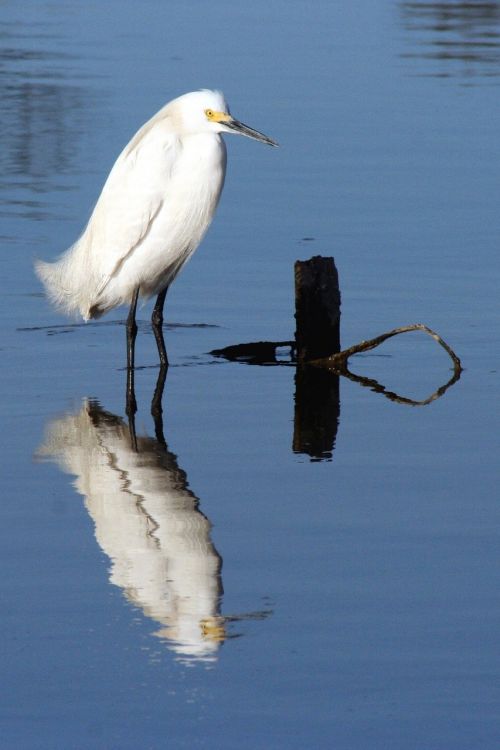 snowy egret bird wildlife