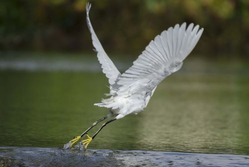 snowy egret fly take off