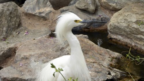 Snowy Egret