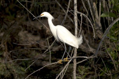 Snowy Egret