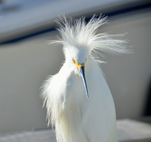 snowy egret bird wildlife
