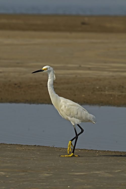 snowy egret bird wetlands