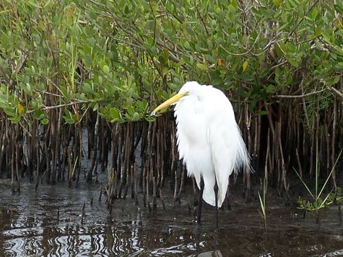 snowy egret bird wildlife