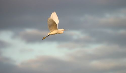 snowy egret fly bird