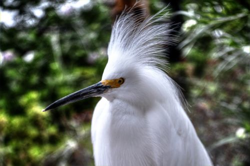 snowy egret white bird