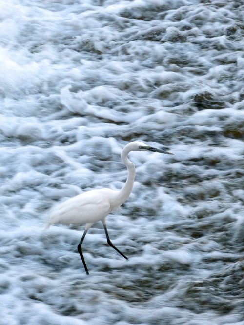 snowy egret egret bird