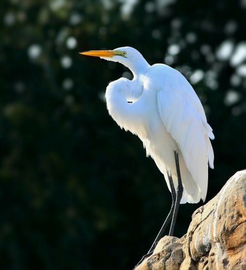 snowy egret egret perched