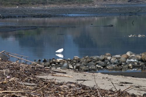 Snowy Egret In The Lagoon