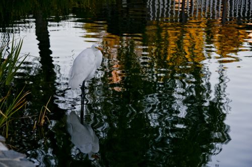 Snowy Egret Reflection