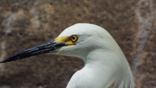 snowy egrets bird egret