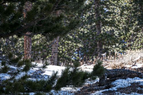 Snowy Forest