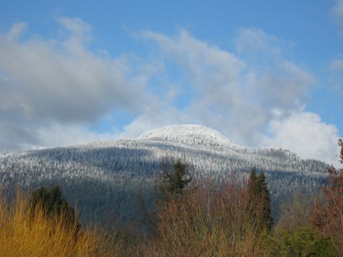 Snowy Mountain Pines And Fir