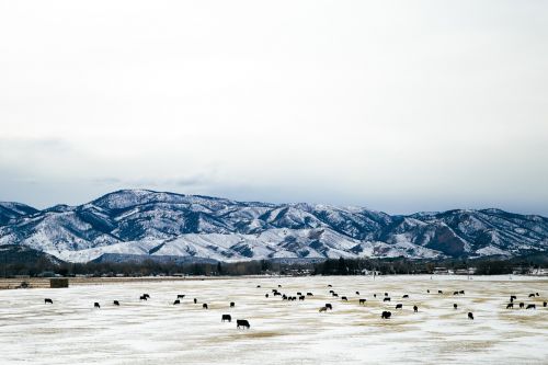 snowy mountains cattle farm