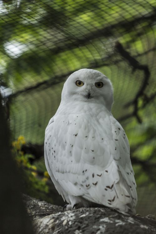 snowy owl owl white