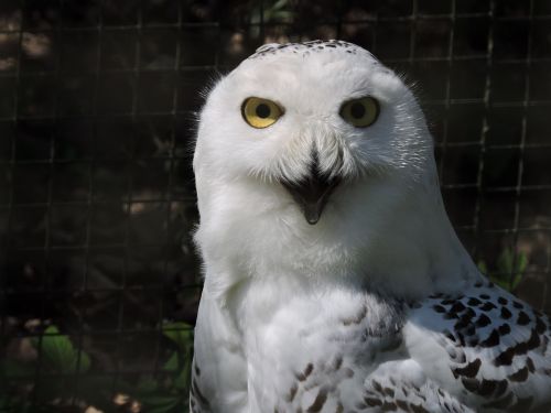 snowy owl nyctea scandiaca owl